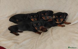 Dachshund dogs for sale: dachshund puppies for sale  - Image 2