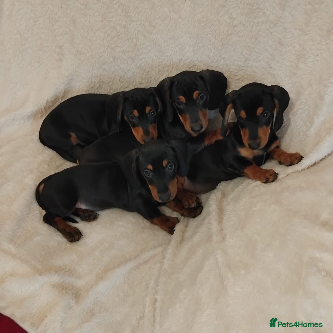 Dachshund dogs for sale: dachshund puppies for sale  - Image 2