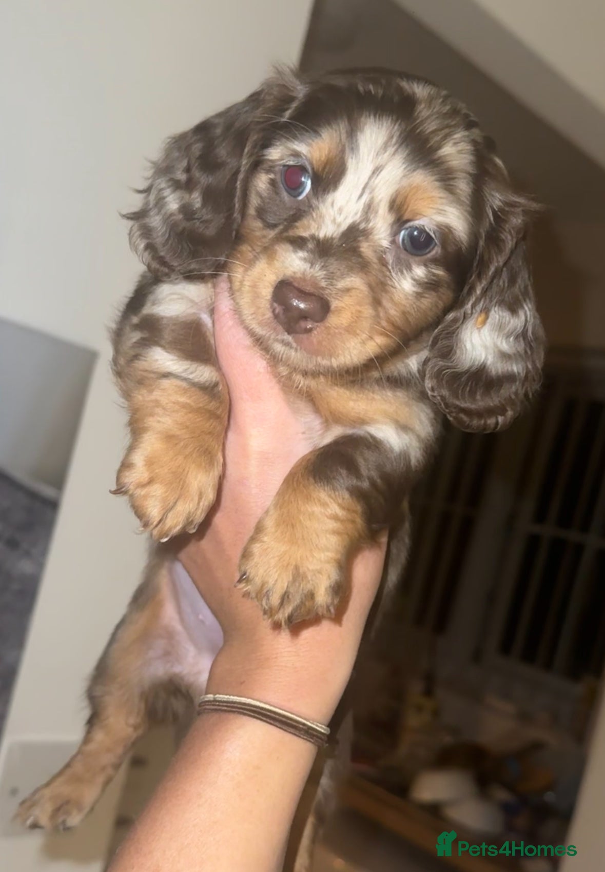 Dachshund dogs Dachshund puppies - Advert 12