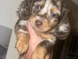 Dachshund dogs Dachshund puppies - Advert 12