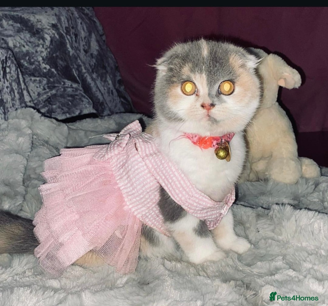 British Shorthair cats for stud: 🐻Gorgeous lilac Bsh stud 🐻 - Advert 11