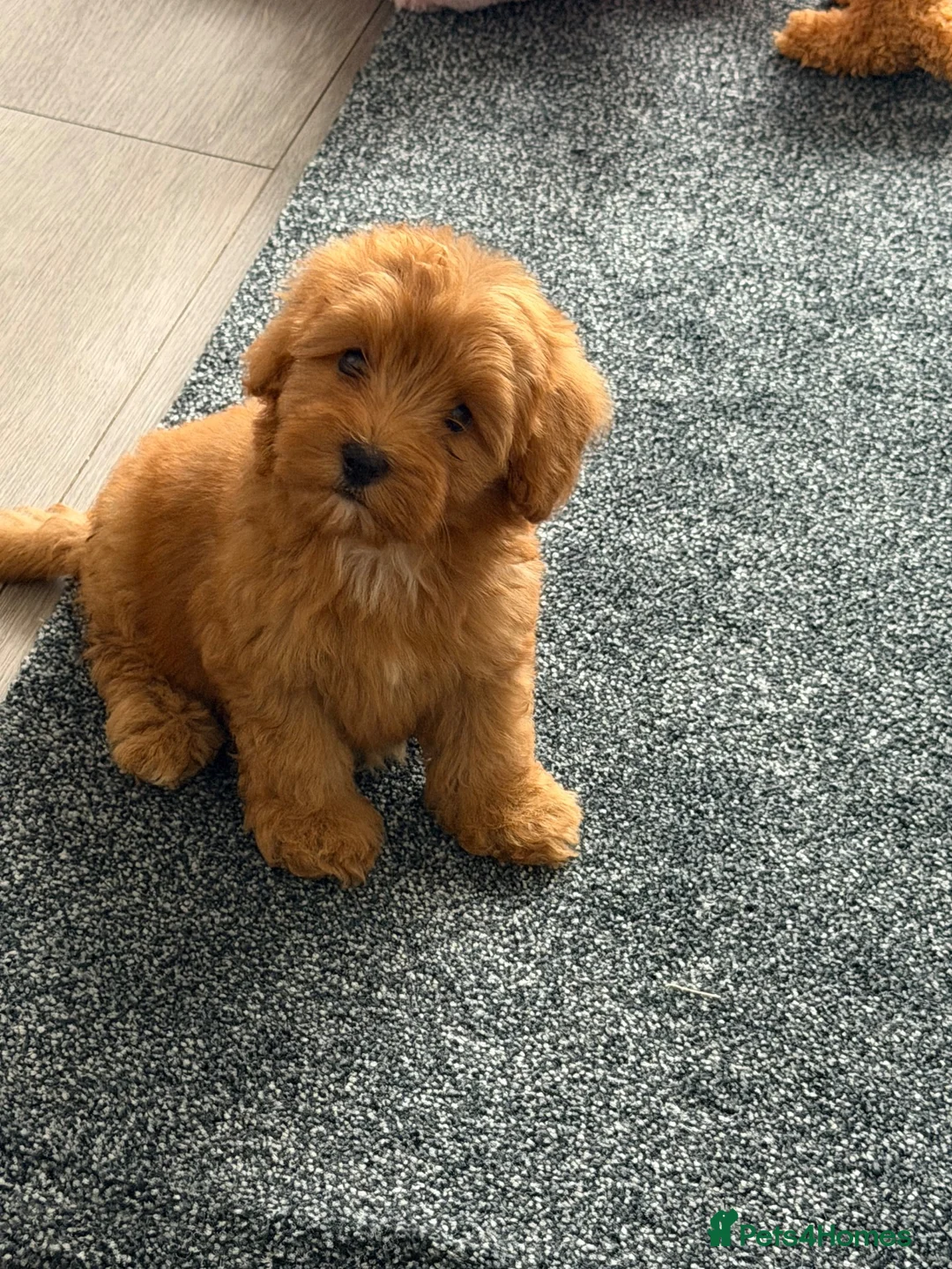 Maltipoo dogs for sale: Beautifulpuppy  - Advert 2