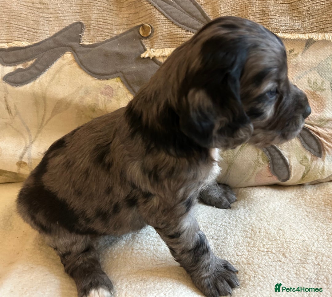 Cocker Spaniel dogs for sale: STUNNING WORKING COCKER SPANIEL PUPS - Advert 31