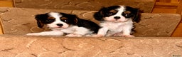 Cavalier King Charles Spaniel dogs for sale: Cavalier King Charles puppy’s  - Advert 18