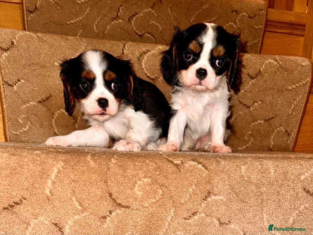 Cavalier King Charles Spaniel dogs for sale: Cavalier King Charles puppy’s  - Advert 18