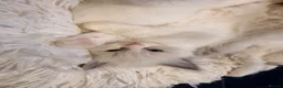 Ragdoll cats for sale: GCCF Ragdoll Kittens Championlines  - Advert 20