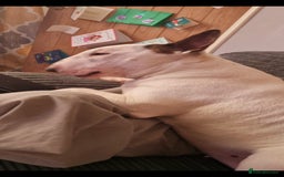 English Bull Terrier dogs for sale: English bull terrier  - Image 4