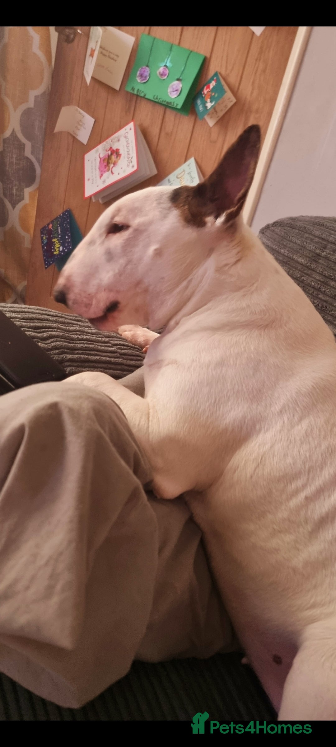 English Bull Terrier dogs for sale: English bull terrier  - Image 4