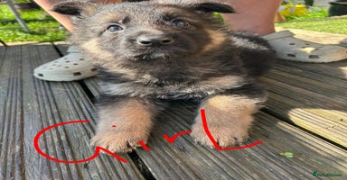 German Shepherd dogs - Advert 2