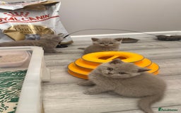 British Shorthair cats for sale: Price reduced Reg gccf Liliac BSH two female  - Image 2