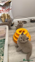 British Shorthair cats - Advert 14