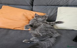 Maine Coon cats for sale: Blue Maine Coon kittens Tica registered in King's Lynn - Image 28