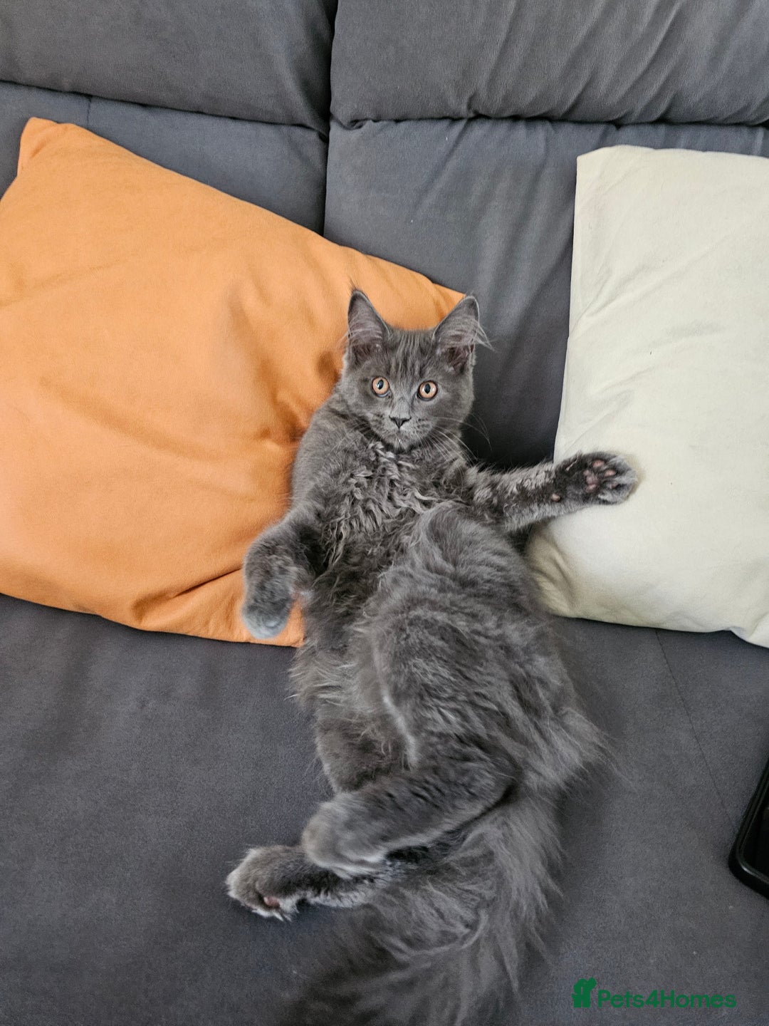 Maine Coon cats for sale: Blue Maine Coon kittens Tica registered in King's Lynn - Image 28