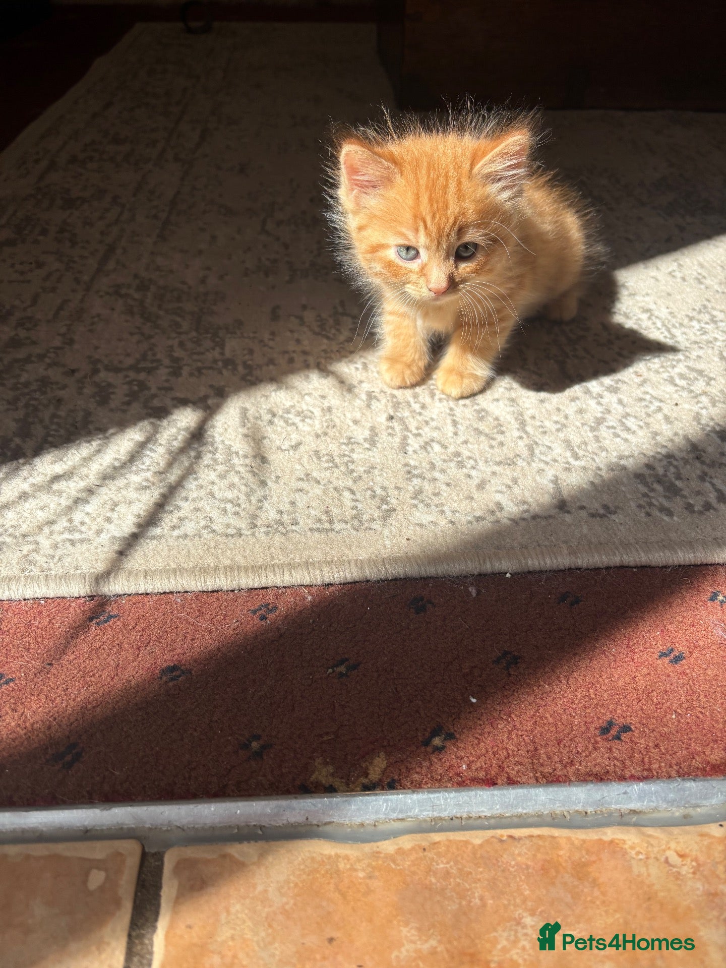 Mixed Breed cats Tabby kittens - Advert 17