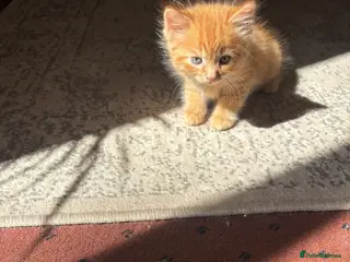 Mixed Breed cats Tabby kittens - Advert 2