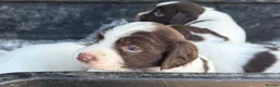 English Springer Spaniel dogs for sale: English Springer Spaniel Puppies - Advert 3