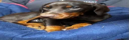 Dobermann dogs for sale: Gorgeous Doberman Puppies  - Advert 7