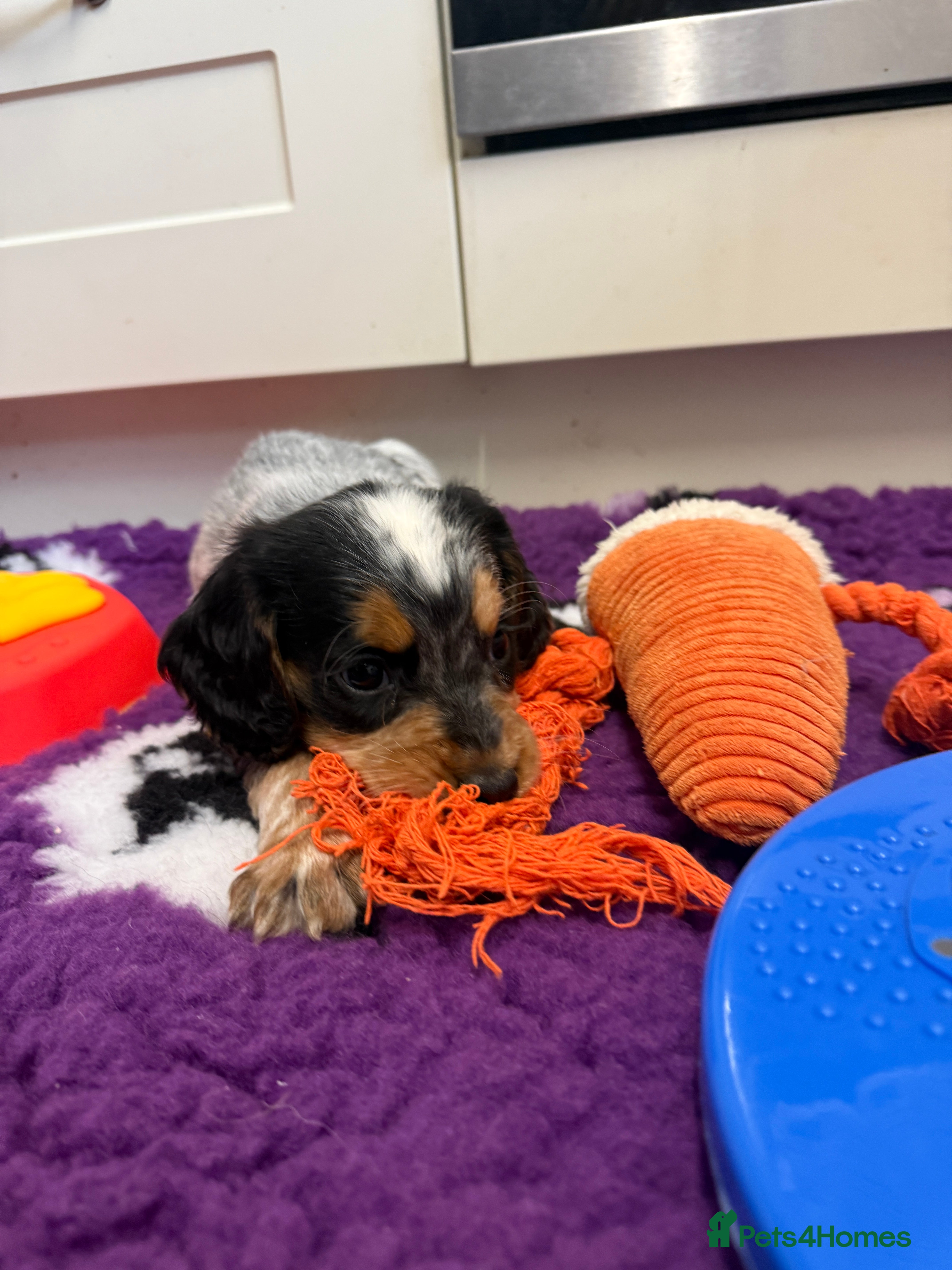 Cocker Spaniel dogs Blue Roan & Tan Boy Extensively Health Tested - Advert 18