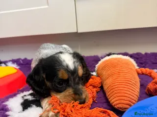 Cocker Spaniel dogs Blue Roan & Tan Boy Extensively Health Tested - Advert 18