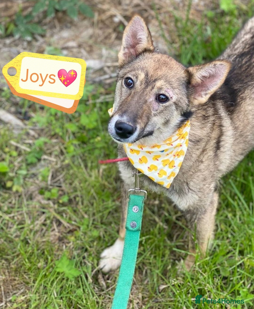 Mixed Breed dogs for adoption: 💖🐶 JOYA 🐶💖 - Image 1