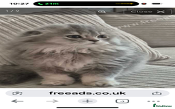 Scottish Fold cats for sale: PRICE DROP folded ear Scottish fold kittens  - Image 8