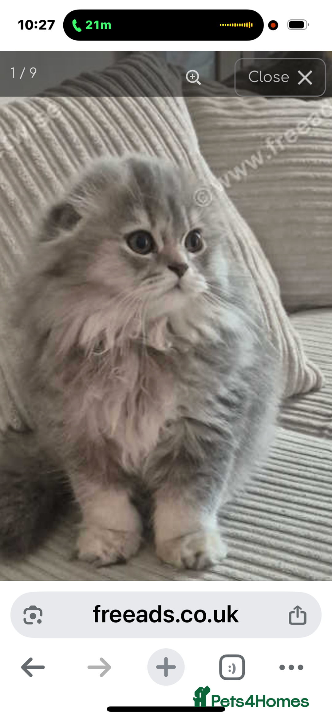 Scottish Fold cats for sale: PRICE DROP folded ear Scottish fold kittens  - Image 8