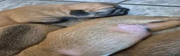 Mixed Breed dogs for sale: French bulldog Tzu pups - Advert 14