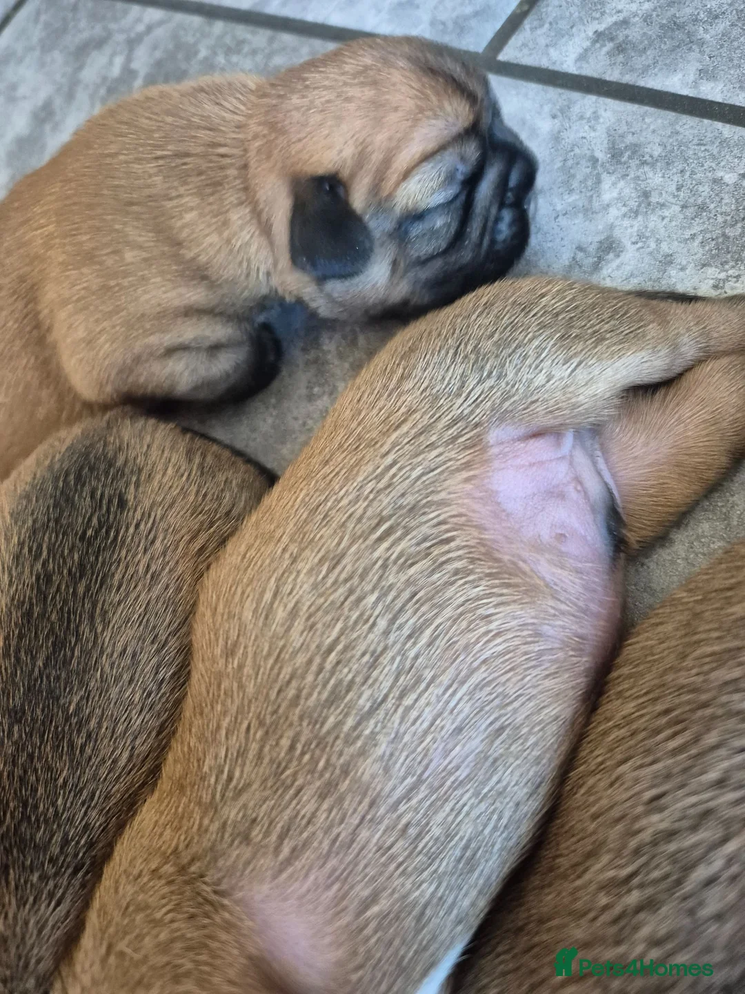 Mixed Breed dogs for sale: French bulldog Tzu pups - Advert 14