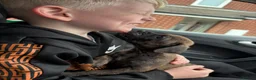 Staffordshire Bull Terrier dogs for sale: Male puppy staffy  in Alfreton - Advert 2