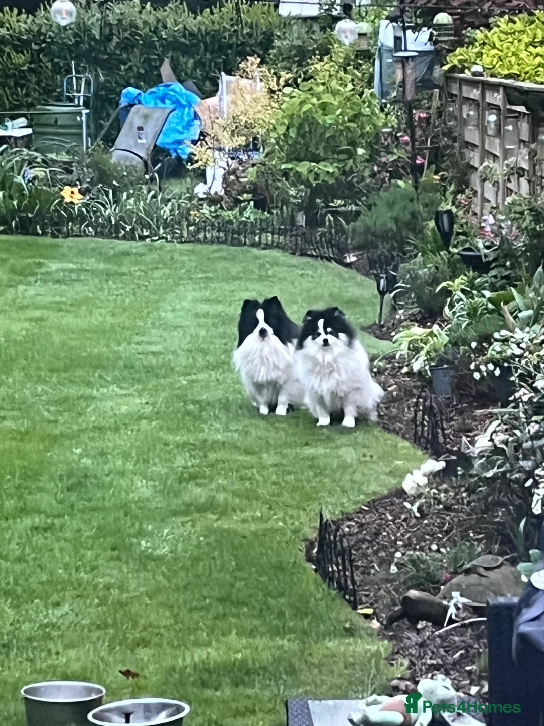 German Spitz dogs for stud: German spitz klein for stud in Woking - Advert 11