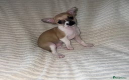 Chihuahua dogs for sale: Chihuahua puppies girls and boys - Image 5