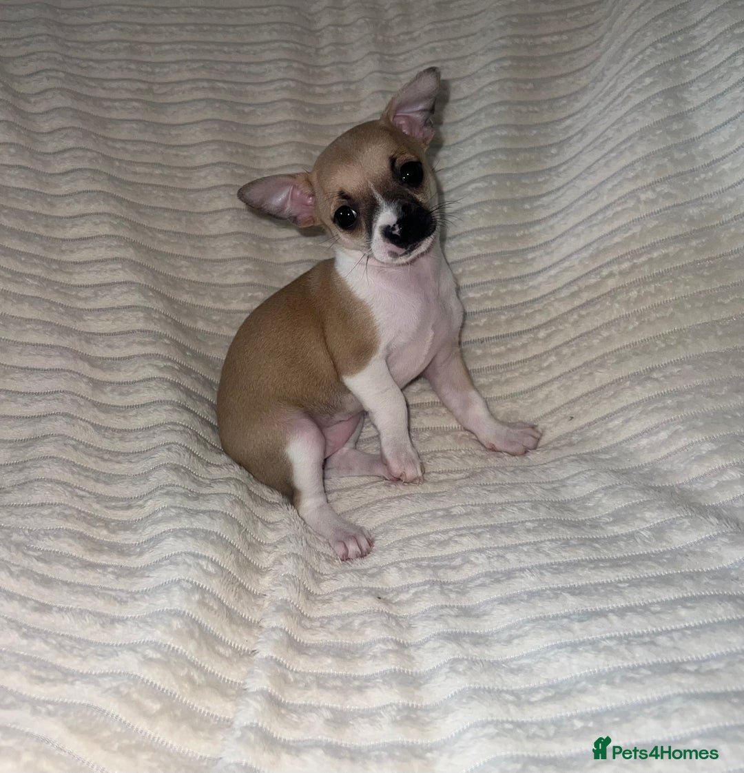Chihuahua dogs for sale: Chihuahua puppies girls and boys - Image 5