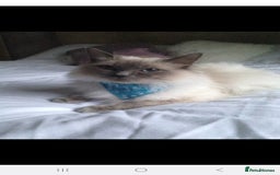 Ragdoll cats for sale: Blue point Ragdoll kittens  - Image 13