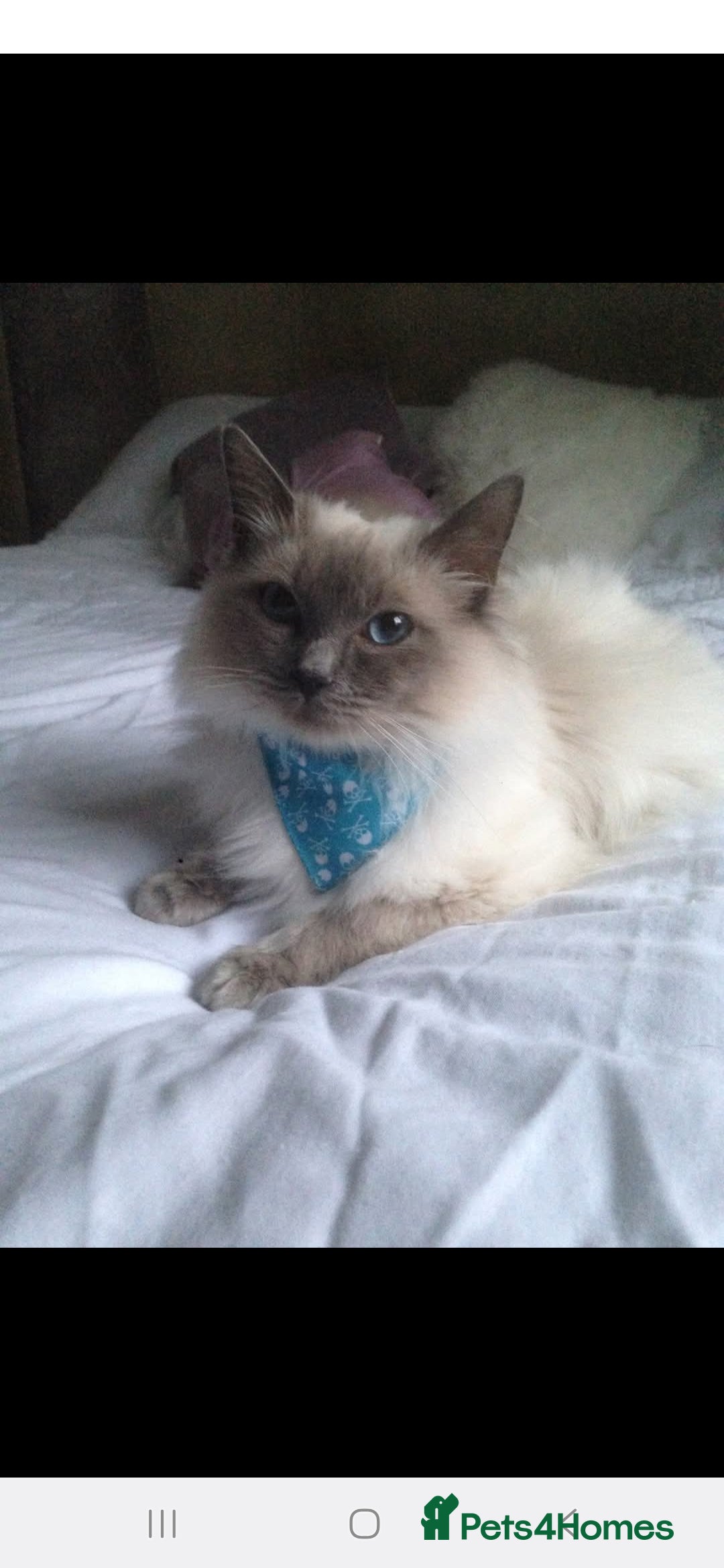 Ragdoll cats for sale: Blue point Ragdoll kittens  - Image 13