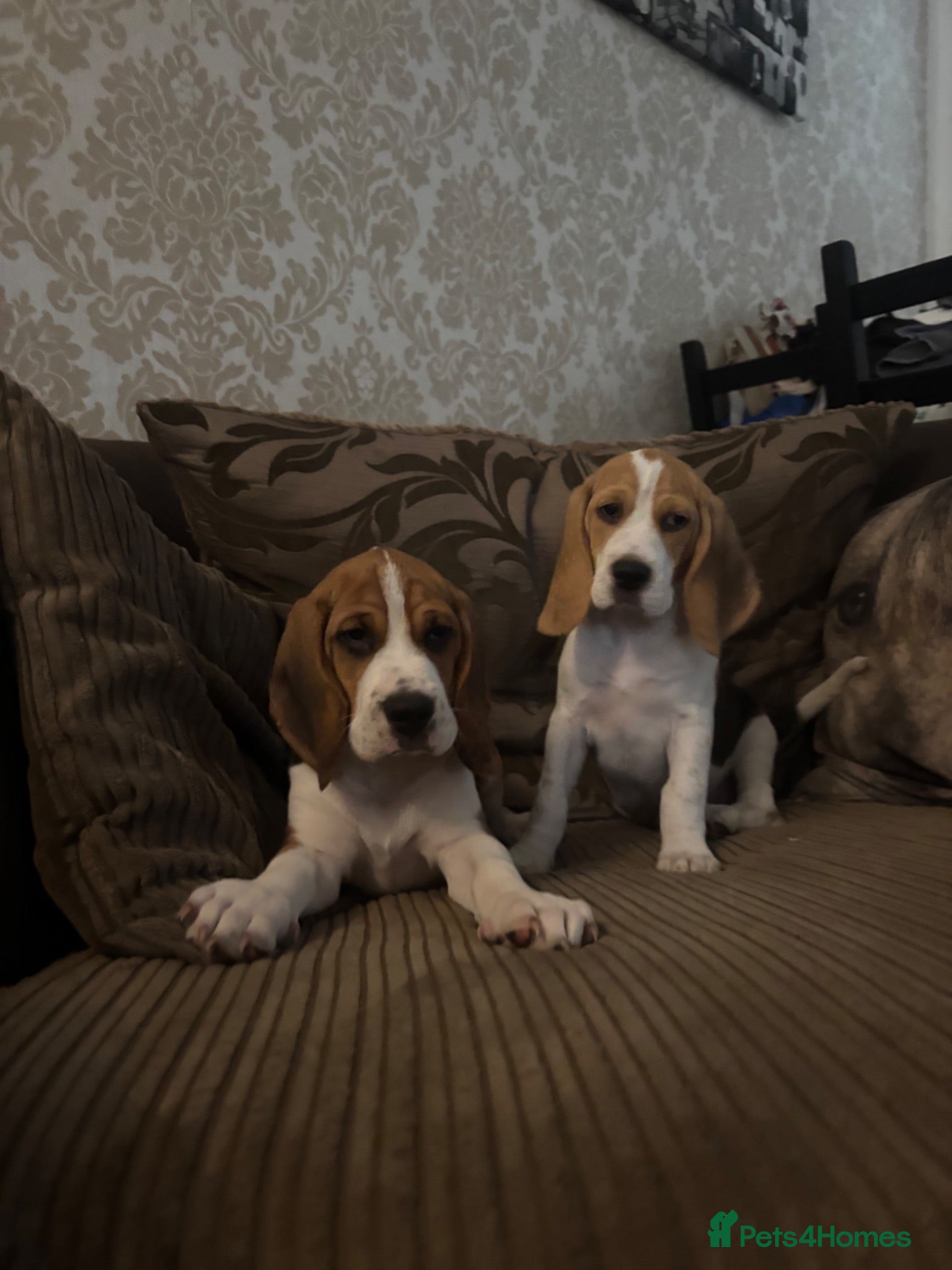 Beagle dogs Beautiful Beagles(ready now) - Advert 1