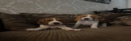 Beagle dogs for sale: Beautiful Beagles(fully vaccinated) - Advert 2