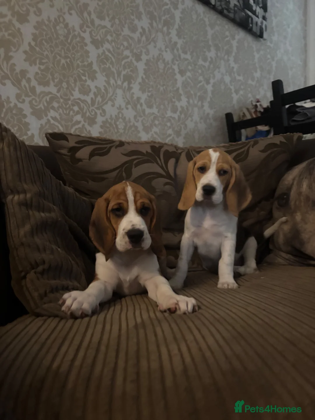 Beagle dogs for sale: Beautiful Beagles(fully vaccinated) - Advert 2