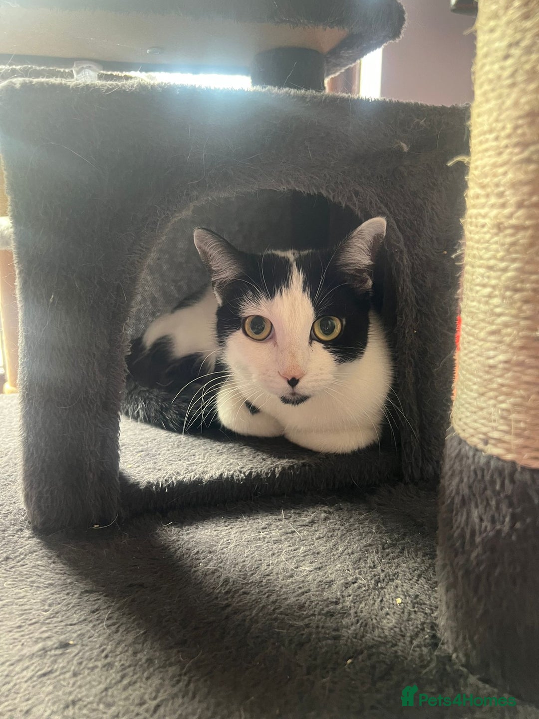 Mixed Breed cats for adoption: Sugar - Advert 1