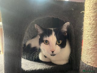 Mixed Breed cats Sugar - Advert 2