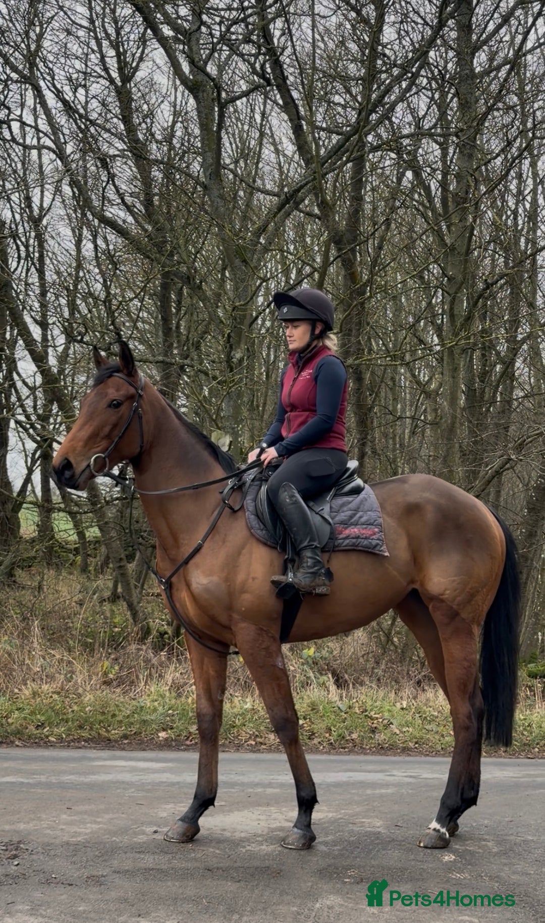 English Thoroughbred horses for sale: Bella bay 3 year old filly - Advert 1