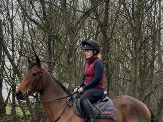 English Thoroughbred horses Bella bay 3 year old filly - Advert 1