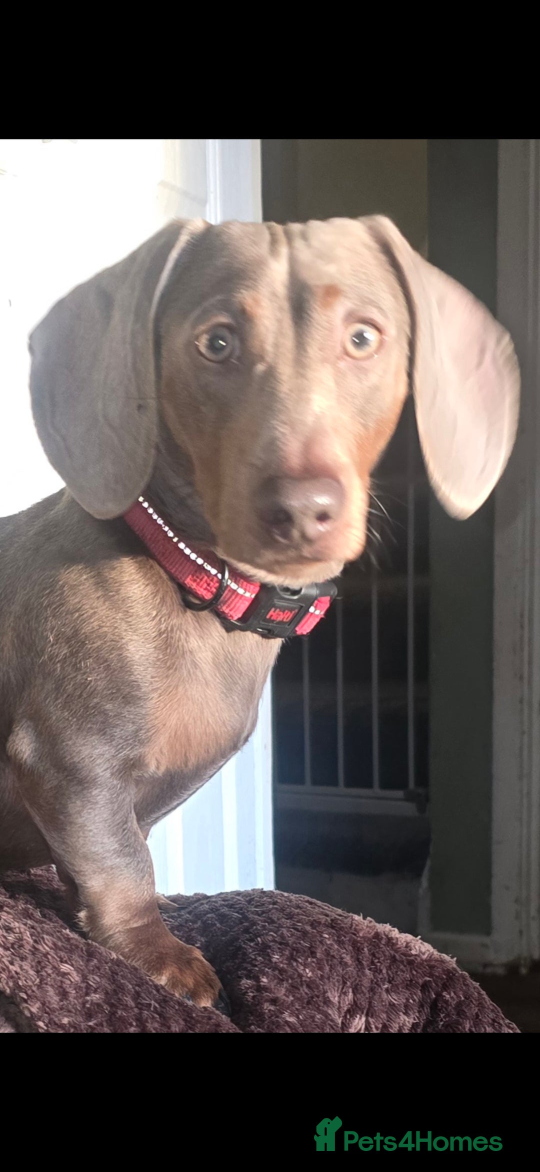 Miniature Dachshund dogs for sale: 2 mini Dachsunds  - Advert 2