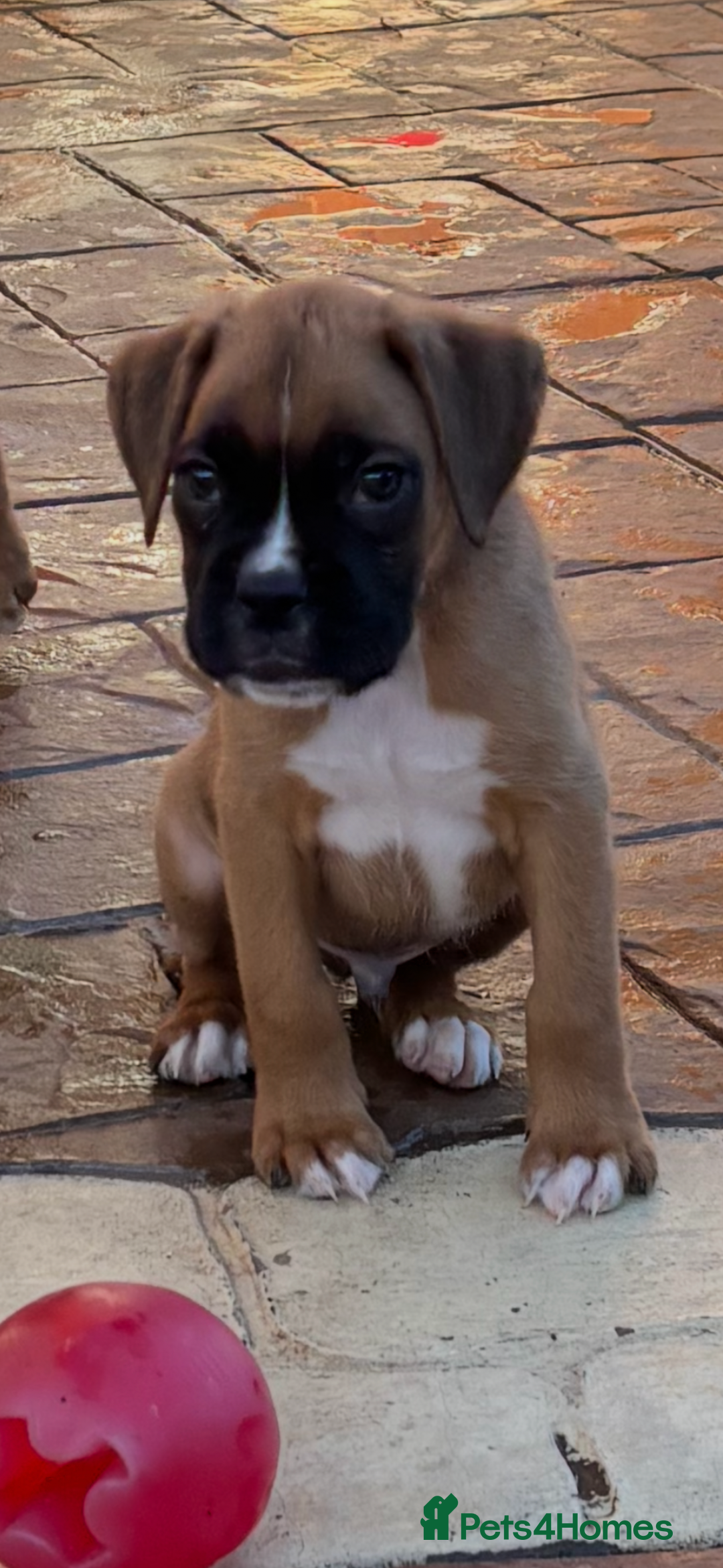 Boxer dogs for sale: Boxer pups  - Advert 15
