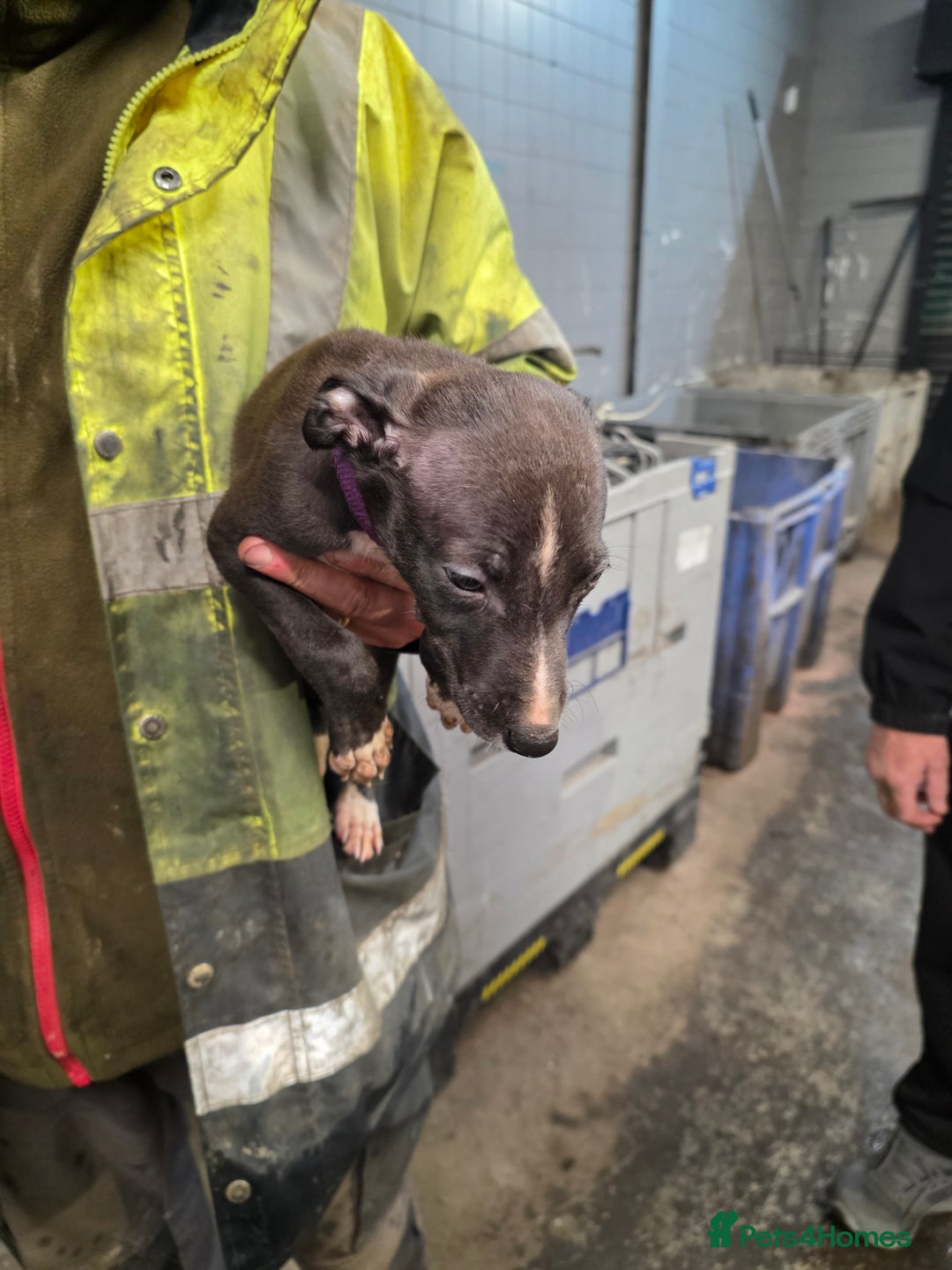 Mixed Breed dogs for sale: Saluki bullgreyhound x bedlington whippet - Advert 6