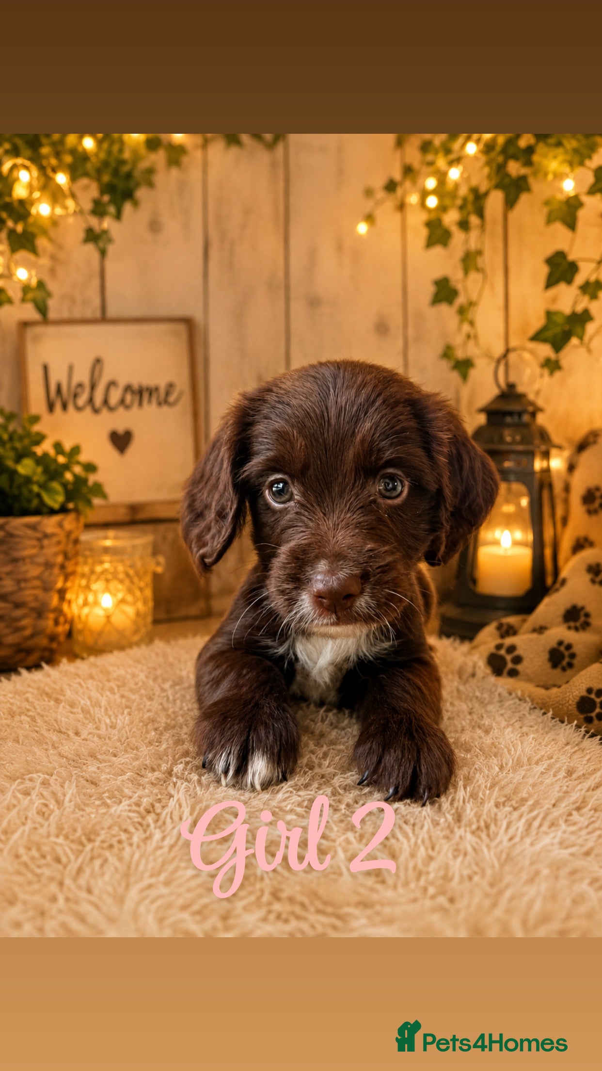 Cocker Spaniel dogs Beautiful Cocker Spaniel Puppies 🐶 - Advert 1