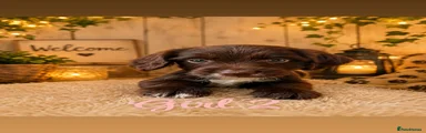 Cocker Spaniel 6