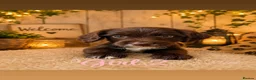 Cocker Spaniel dogs for sale: Beautiful Cocker Spaniel Puppies 🐶 - Advert 1
