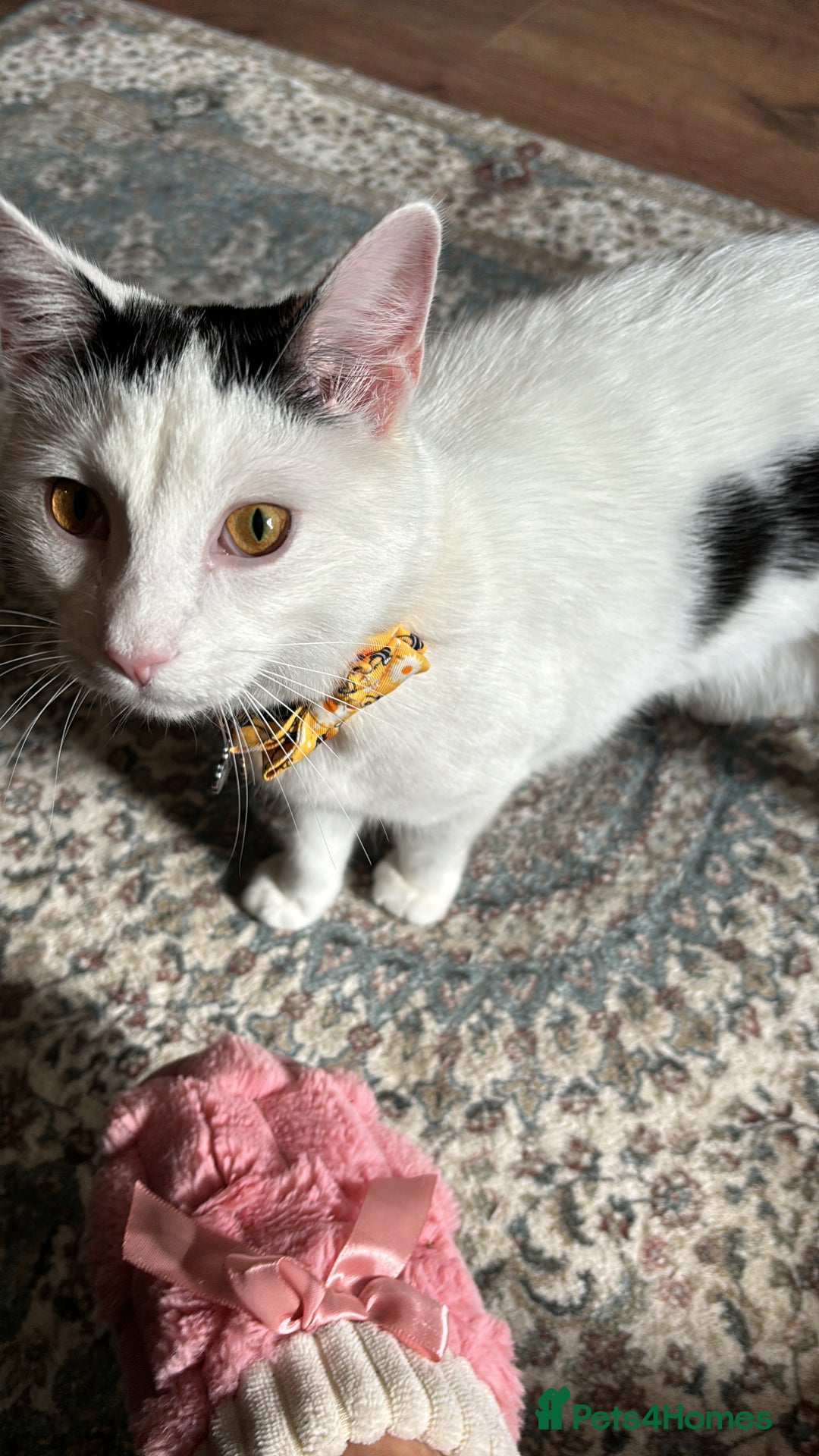Mixed Breed cats for sale: Stan - Friendly and loved unable to keep - Image 3