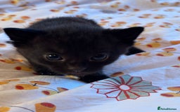 Mixed Breed cats for sale: Beautiful happy kittens ready for forever homes - Image 9
