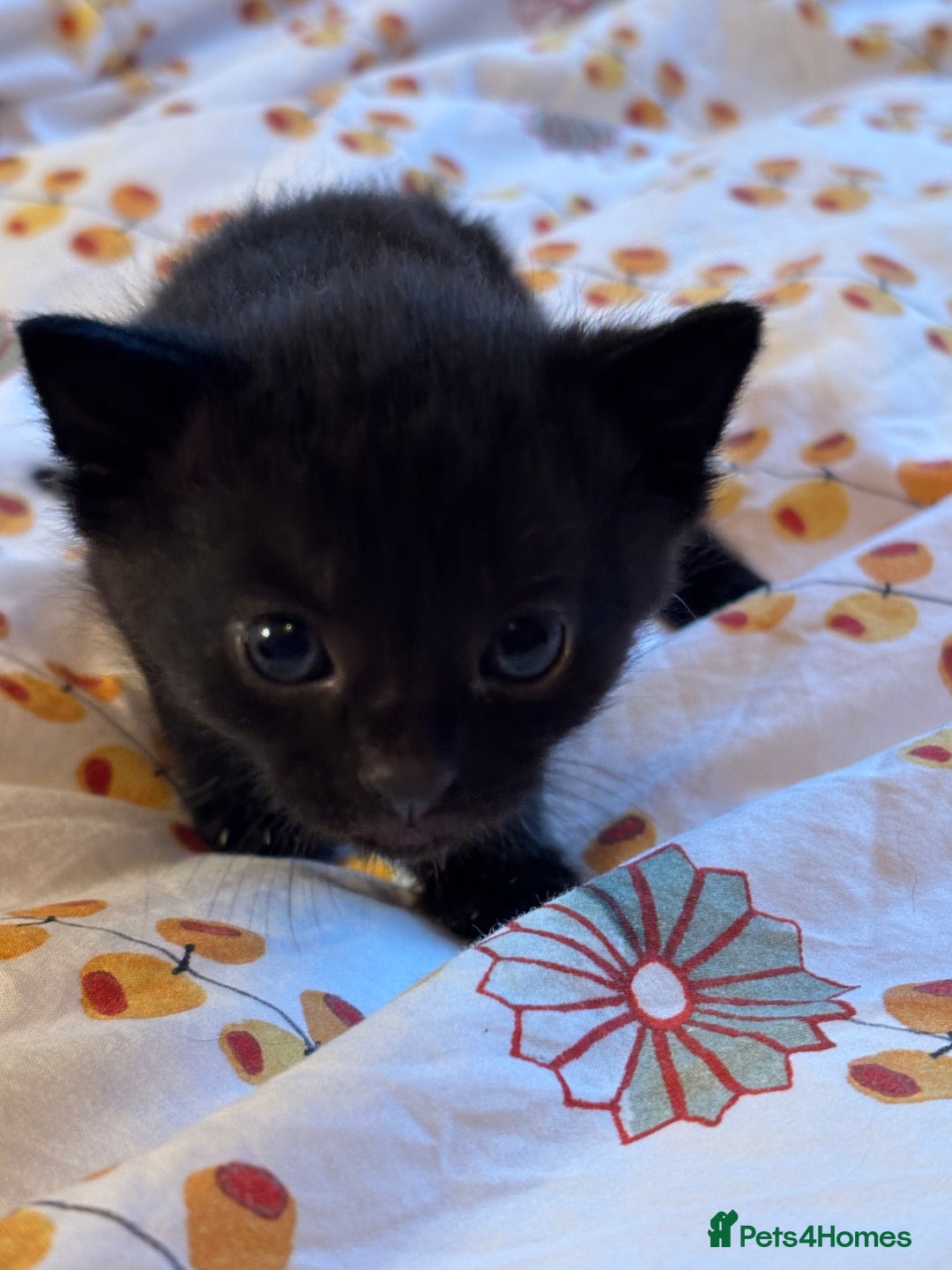 Mixed Breed cats for sale: Beautiful happy kittens ready for forever homes - Image 9
